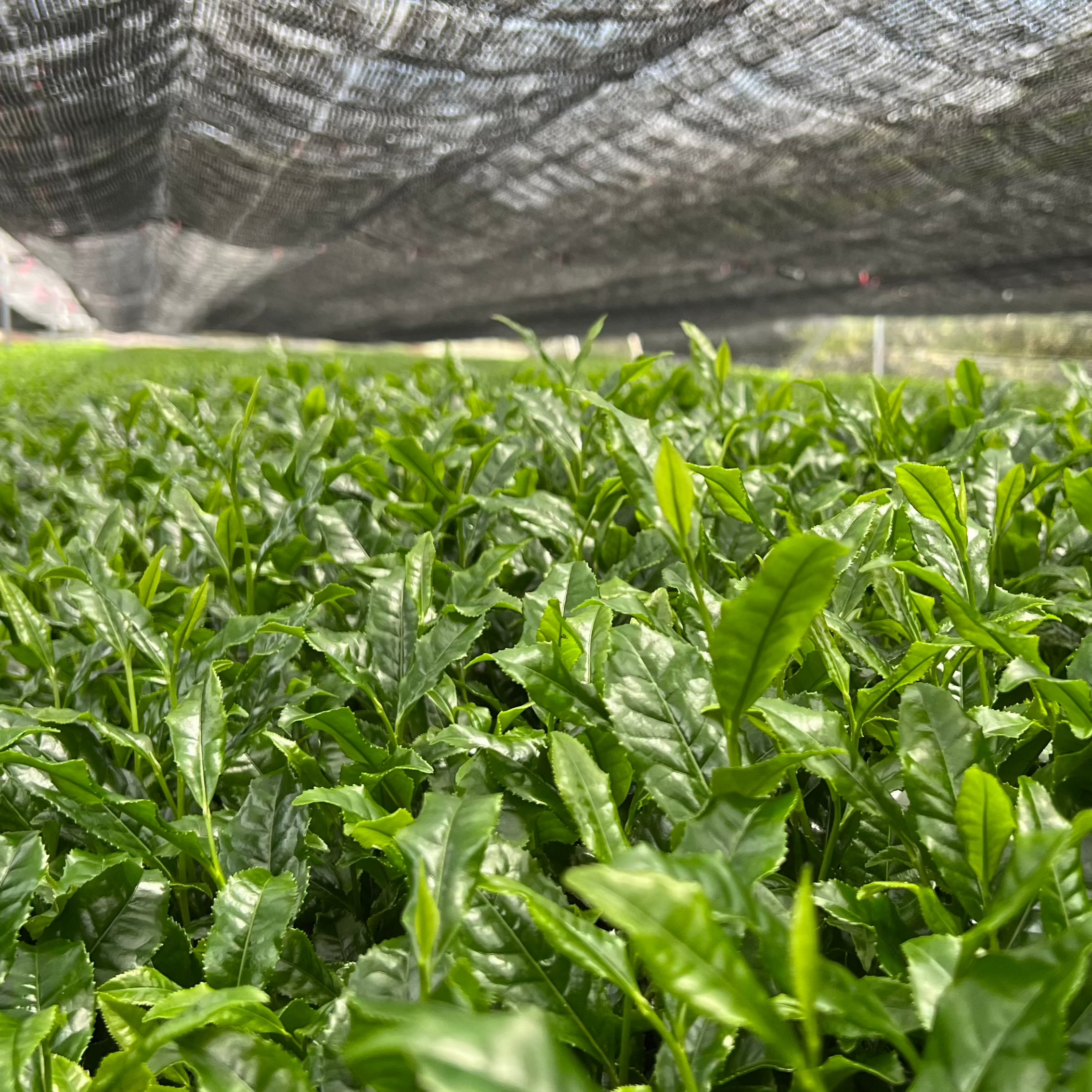 Premium Matcha TAIGA - Rich and Robust