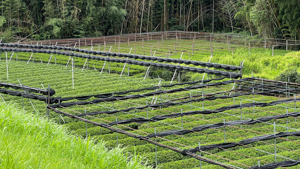 JAS-Certified MIDORI for Premium Latte